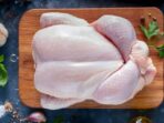 14_17_19_ilustrasi_ayam_broiler_169
