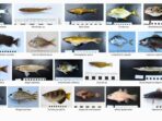 Ikan-Mangrove-2026-1536x864